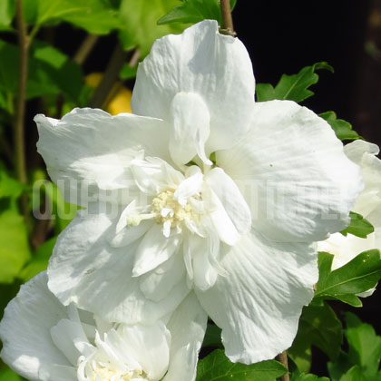 image de Hibiscus syriacus White Chiffon
