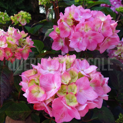 image de Hydrangea macrophylla Endless Summer® BloomStruck