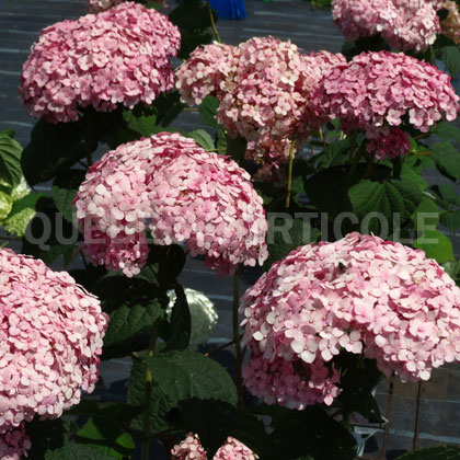 image de Hydrangea arborescens Incrediball® Blush