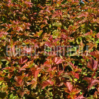 image de Physocarpus opulifolius Amber Jubilee®