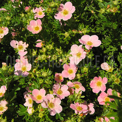 image de Potentilla fruticosa Pink Beauty