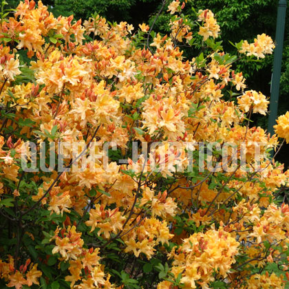 image de Rhododendron Golden Lights