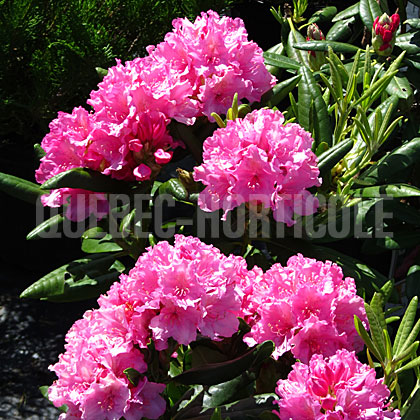 image de Rhododendron Haaga