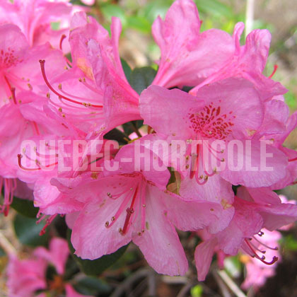 image de Rhododendron Aglo