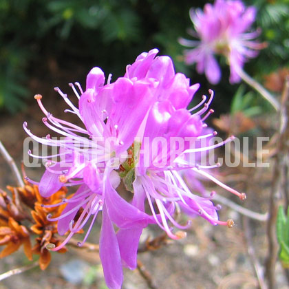 image de Rhododendron canadense 