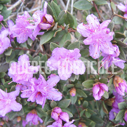 image de Rhododendron Purple Gem