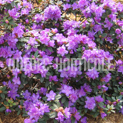 image de Rhododendron Ramapo