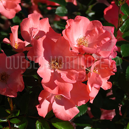 image de Rosa Flower Carpet Coral