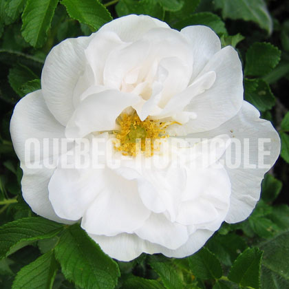 image de Rosa Blanc Double de Coubert