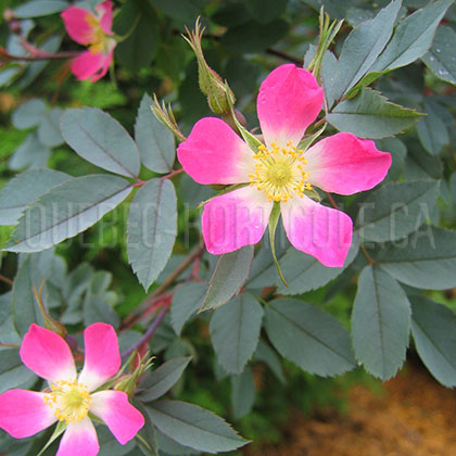 image de Rosa glauca (R. rubrifolia) 