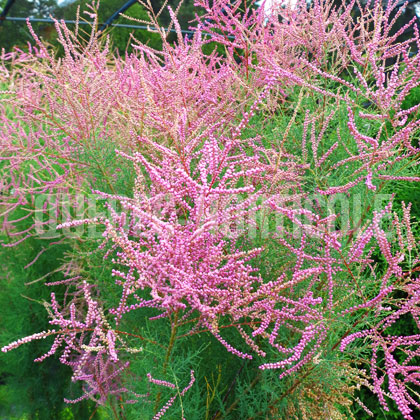 image de Tamarix ramosissima Pink Cascade