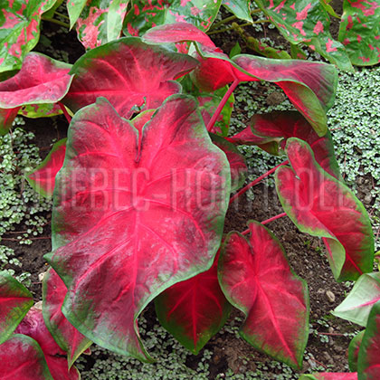 image de Caladium Painted Frog™ Red-Bellied Tree Frog