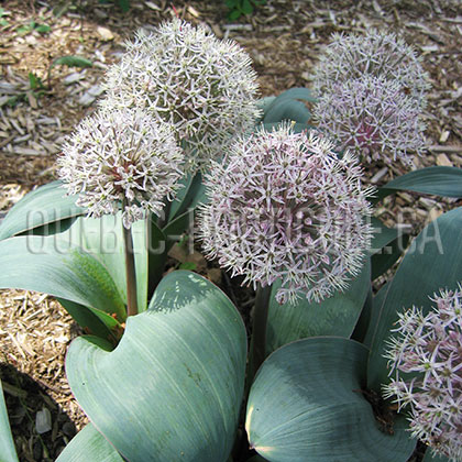 image de Allium karataviense 