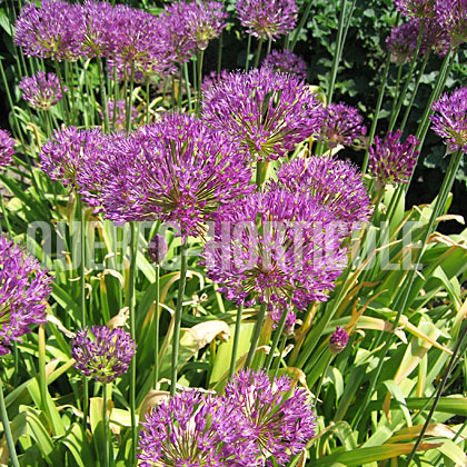 image de Allium Purple Sensation