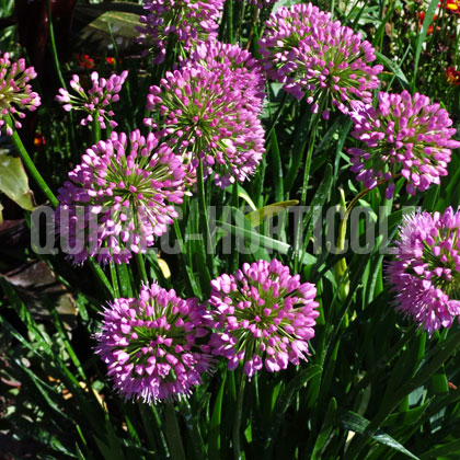 image de Allium Millenium