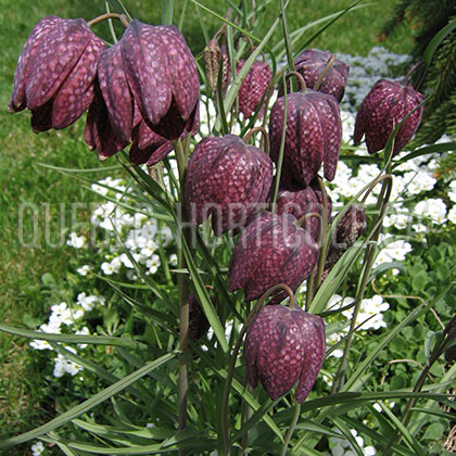 image de Fritillaria meleagris 