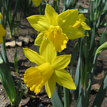image de Narcissus spp. 