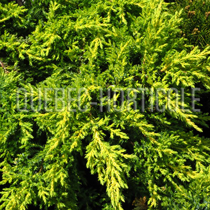 image de Juniperus chinensis Daub's Frosted