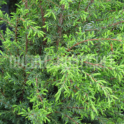 image de Juniperus communis Gnom