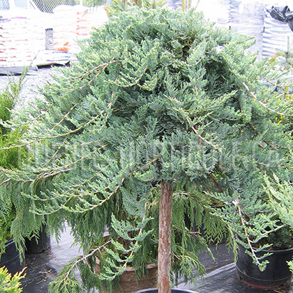 image de Juniperus horizontalis Blue Chip