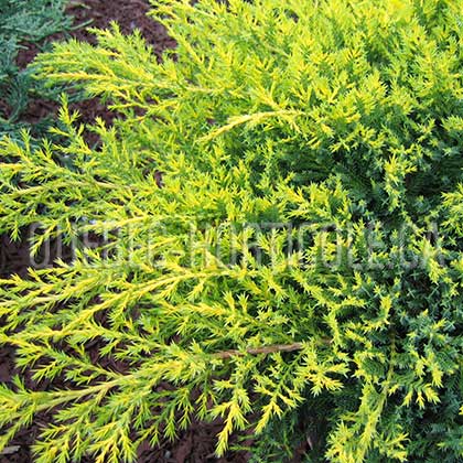 image de Juniperus chinensis Gold Star