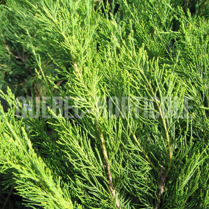 image de Juniperus chinensis Seagreen ou Mint Julep