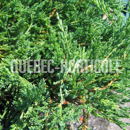 image de Juniperus horizontalis Bar Harbor