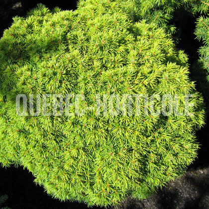 image de Picea glauca Baby Globe