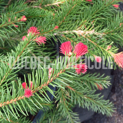 image de Picea abies Rubra Spicata
