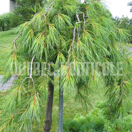 image de Pinus strobus Pendula