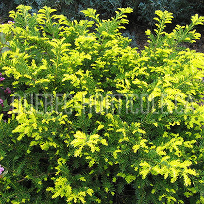 image de Taxus cuspidata  Aurescens
