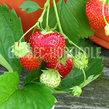 image de Fragaria Seascape