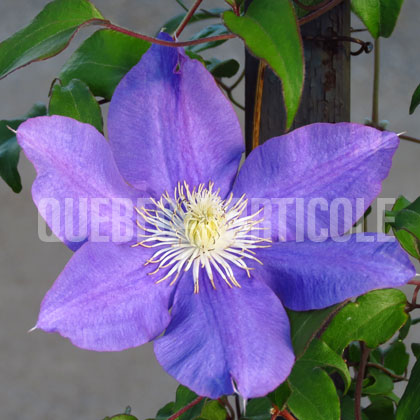 image de Clematis H. F. Young