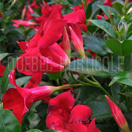 image de Mandevilla Sun Parasol® Garden Crimson