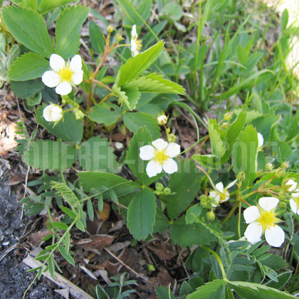 image de Fragaria vesca subsp. americana 