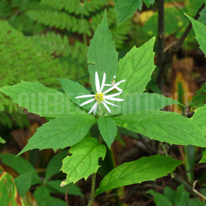 image de Oclemena acuminata (Aster acuminatus) 