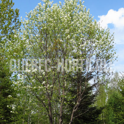 image de Prunus pensylvanica 