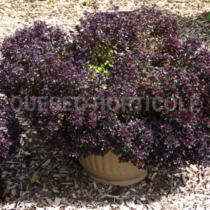 image de Ocimum basilicum Purple Ball