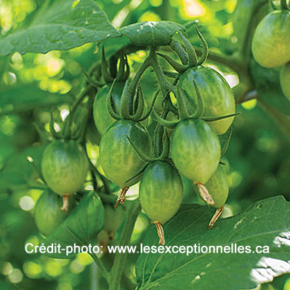 image de Solanum lycopersicum Green Doctor's Frosted