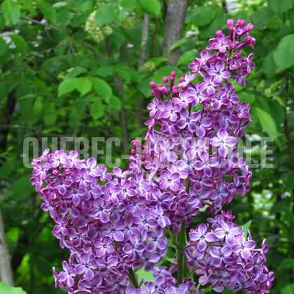 image de Syringa x hyacinthiflora Declaration