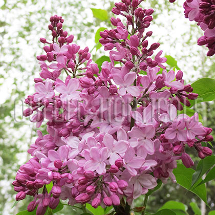 image de Syringa x hyacinthiflora Esther Staley