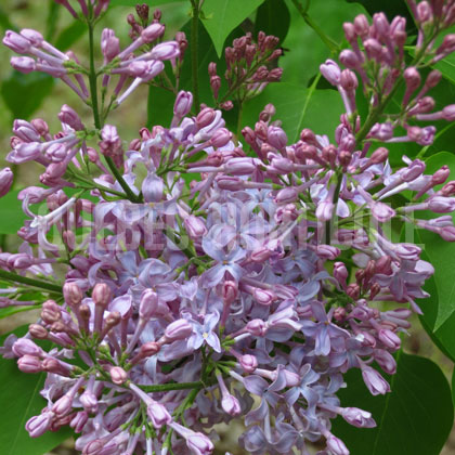 image de Syringa x hyacinthiflora Forrest Kresser Smith