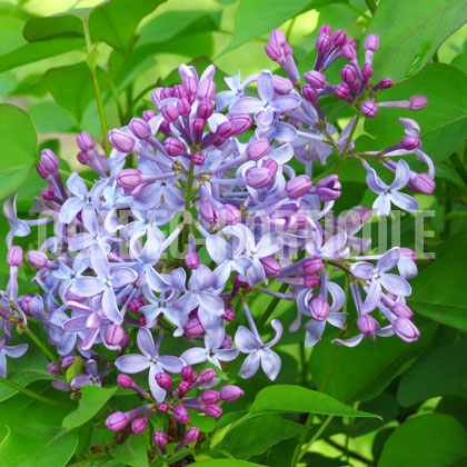 image de Syringa x hyacinthiflora Laurentian
