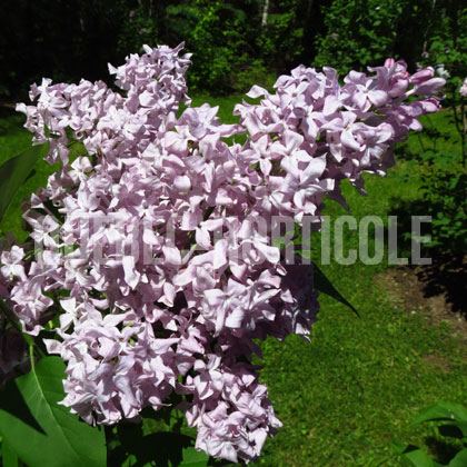 image de Syringa x hyacinthiflora Lavender Lady