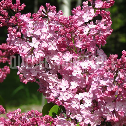 image de Syringa x hyacinthiflora Maiden's Blush