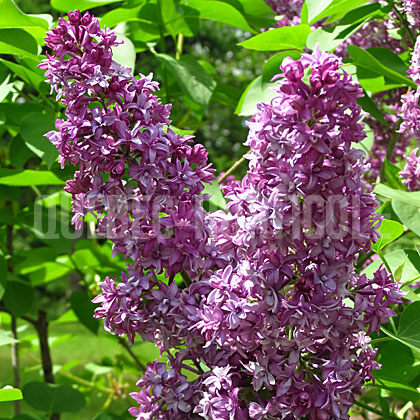 image de Syringa x hyacinthiflora Royal Purple
