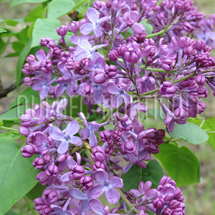 image de Syringa x hyacinthiflora Vesper Song