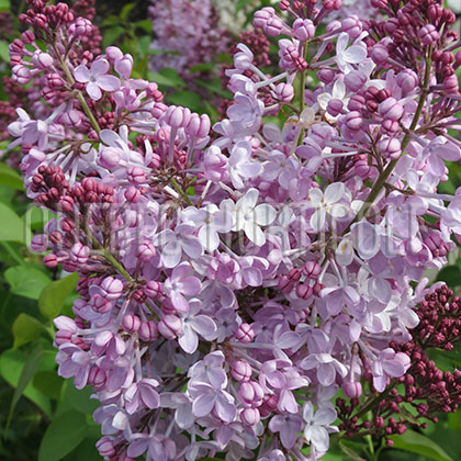 image de Syringa x hyacinthiflora Villars