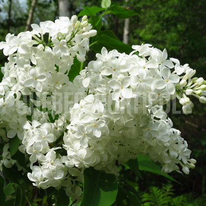 image de Syringa x hyacinthiflora White Hyacinth
