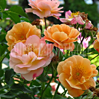 image de Rosa Flower Carpet Amber